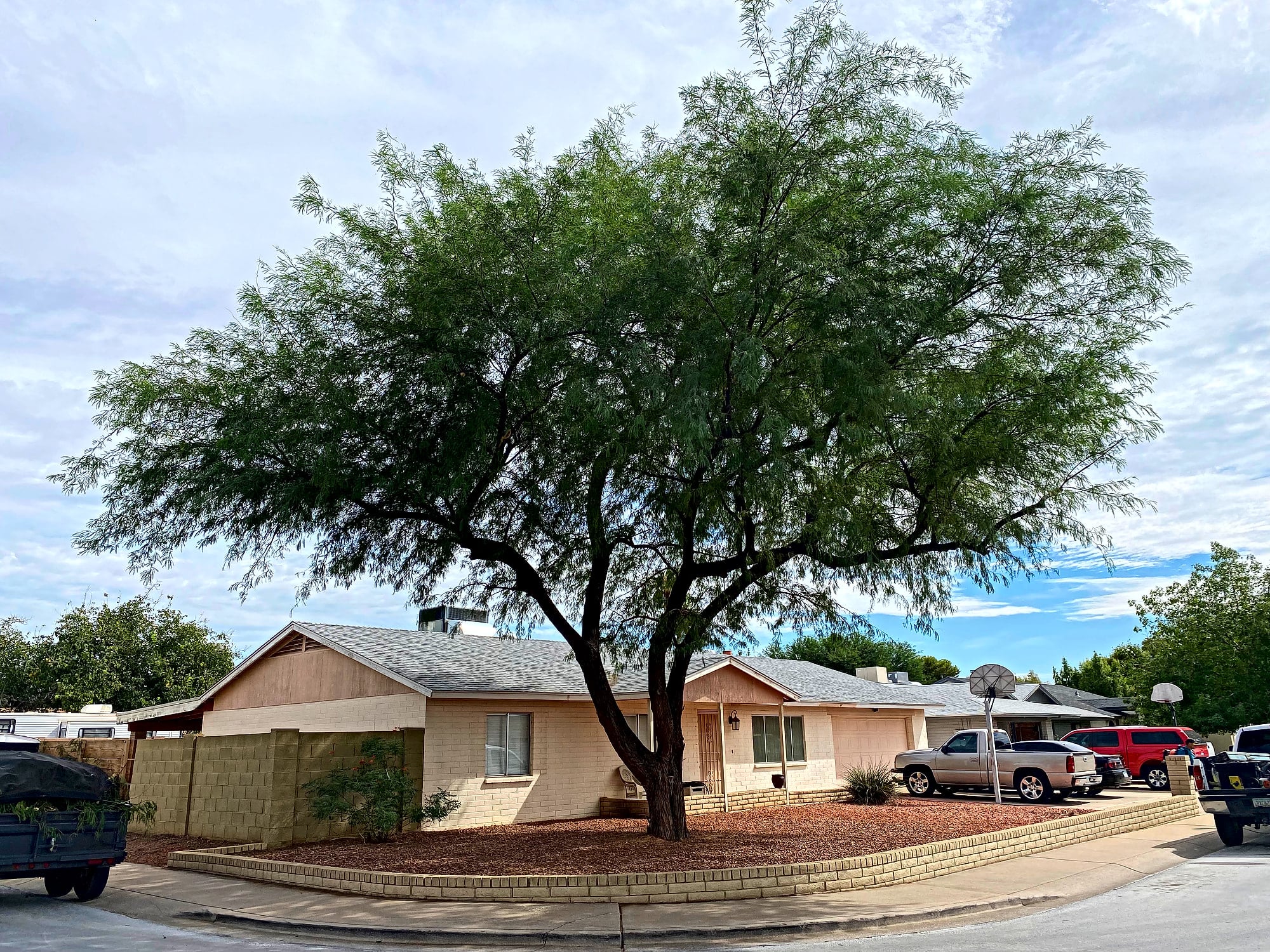 Mesquite tree thinned and raised over a home in Glendale