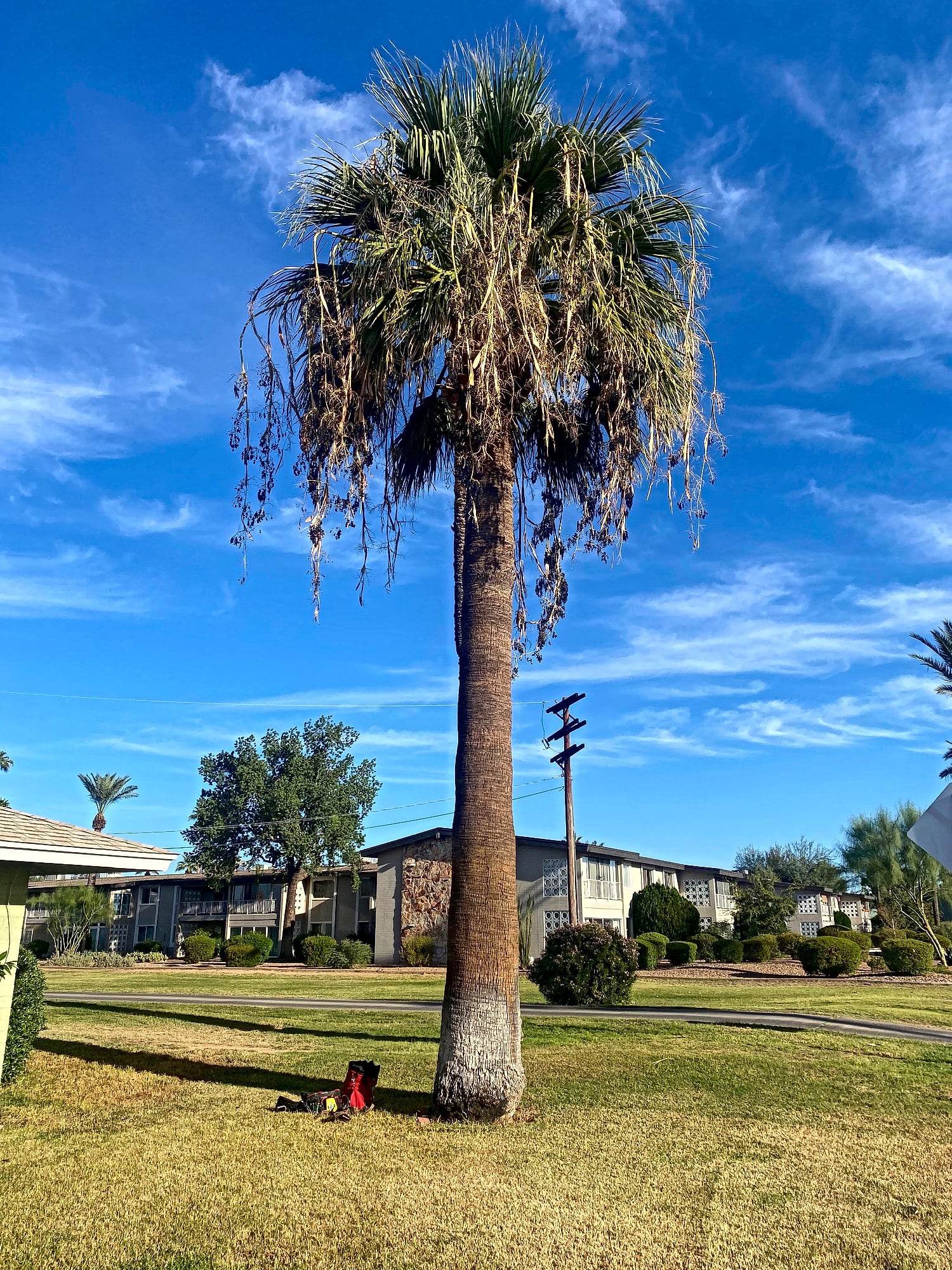 A tall Mexican fan palm before trimming in Phoenix