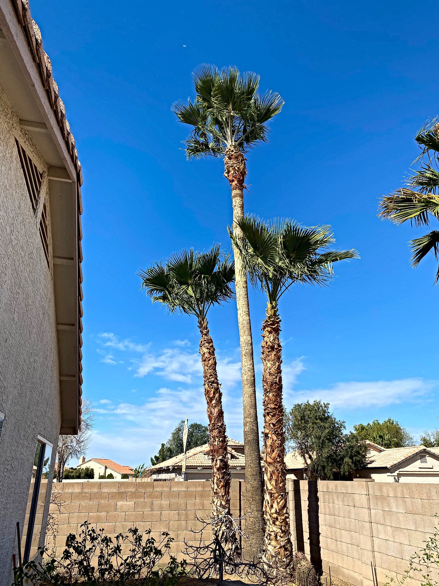 Three fan palms after trimming in Phoenix