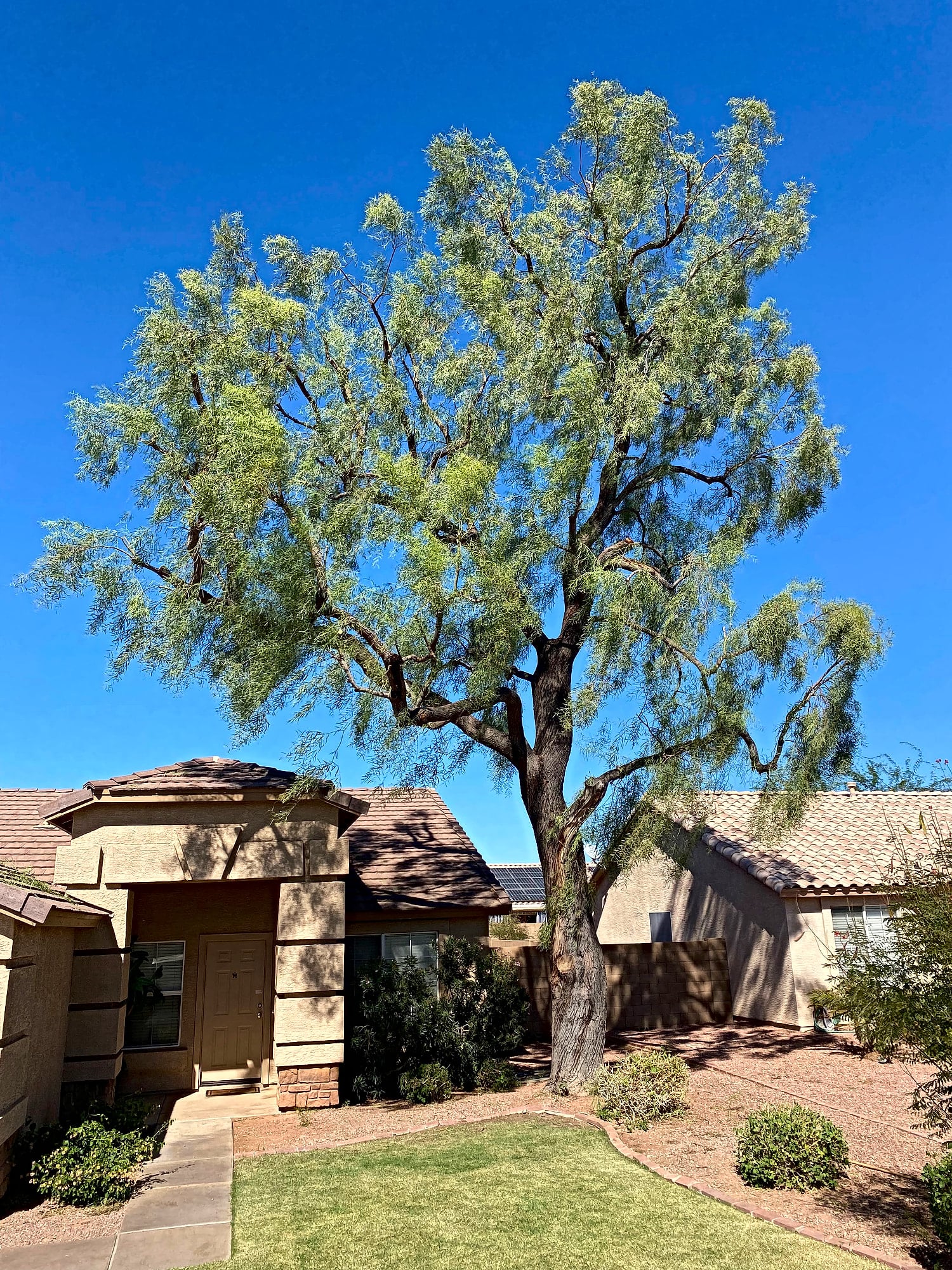 Weeping willow trimmed in front of a Sun City home